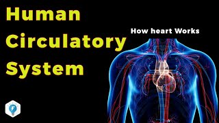 Human Circulatory System in Hindi  Narendra Sir IITB 2003 AIR 445 Purdue Univ USA [upl. by Nisotawulo895]