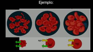 Osmolaridad en 3 minutos [upl. by Stedmann]