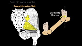 Deep hip rotator muscles [upl. by Dnalra]