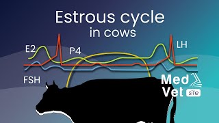 Bovine estrous cycle [upl. by Leandro]