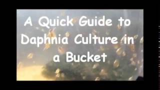 How to culture daphnia outside [upl. by Ziladnerb864]