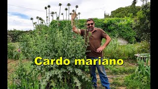 Cardo mariano Silybum marianum [upl. by Ford926]