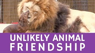 Unlikely animal couple a tiny dachshund amp a 500lb LION [upl. by Yesllek531]