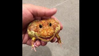 Super angry pacman frog barks and screams [upl. by Toombs297]