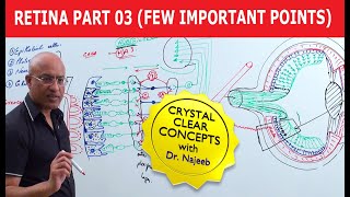 032 Visual Processing in the Retina [upl. by Sion]