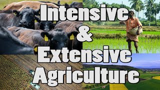 Difference Between Intensive amp Extensive Agriculture Shorts [upl. by Amalle]