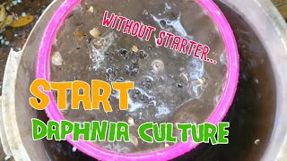 How to culture daphnia moina the easy way 1  Starting the Daphnia culture [upl. by Ruffina]