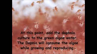 Daphnia  How to grow daphnia in your home [upl. by Erv386]