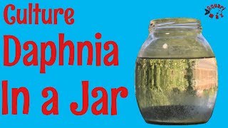 How to Culture Daphnia in a Jar [upl. by Nillok773]