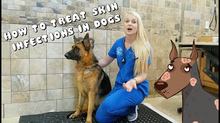 How to Treat Skin Infections in Dogs  Pyoderma [upl. by Nomzaj]