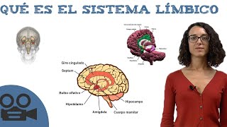 Qué es el sistema límbico [upl. by Ybur]