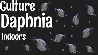 How to Culture Daphnia [upl. by Scotty]