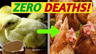 Secrets to Raising Baby Chicks With NO DEATHS  How to Brood Chicks [upl. by Ahcire]