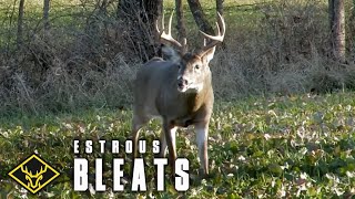 Doe Estrous Bleats FOOL 10pt Buck [upl. by Vinna]