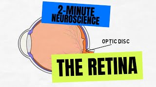 Retina  Cells and Layers  Part 2 [upl. by Laurice]