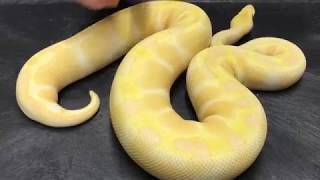 Ball Python Morphs 4 Albinos [upl. by Ayoras315]