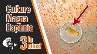 How to culture DAPHNIA MAGNA  The easy way [upl. by Pallas]