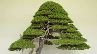 Juniper Bonsai care [upl. by Etnod]