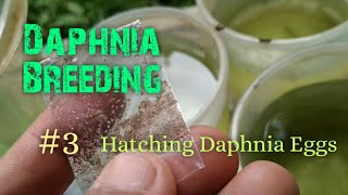 Daphnia Culture made simple and easy 3  Hatching Daphnia eggs [upl. by Rubliw]