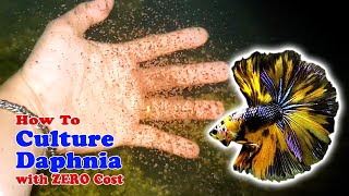 How to Culture Daphnia with ZERO Cost  Unlimited Live Food For Our Fish [upl. by Cinimmod]