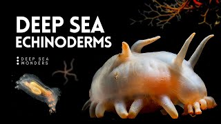 The Wonder of Deep Sea Echinoderms [upl. by Wendt]