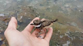 Petting a Killdeer Chick  Witness the Broken Wing Act Hot Springs State Park Thermopolis WY [upl. by Corrina]