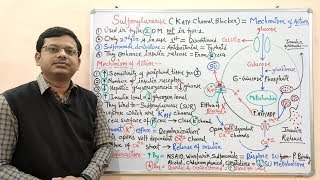 Diabetes Mellitus Part10 Mechanism of Action of Sulfonylurease  Antidiabetic Drugs  Diabetes [upl. by Llehcram]