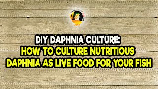 DIY Daphnia Culture How to Culture Nutritious Daphnia as Live Food for Your Fish [upl. by Elladine241]