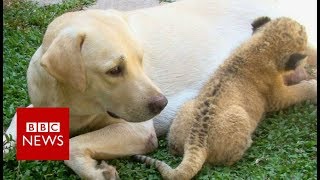 The little lion cub raised by a dog BBC News [upl. by Sandler]