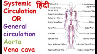 Systemic circulation physiology in hindi  General circulation  Aorta  vena cava [upl. by Amabel]