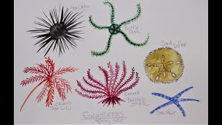 How to Paint an Echinoderm [upl. by Livvyy936]