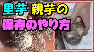 【里芋の保存方法】里芋の親芋 来年の種芋に 食用に 保存のやり方（保存方法） [upl. by Ydnal]