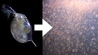 How I Culture Daphnia [upl. by Irrehc]