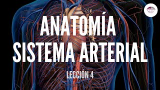 4 ANATOMÍA SISTEMA ARTERIAL ESTRUCTURA Y FUNCIÓN DEL SISTEMA CARDIOVASCULAR [upl. by Nanda]