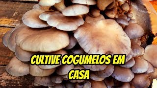 COMO CULTIVAR COGUMELOS COMESTÍVEIS EM CASA  COGUKIT [upl. by Neraj382]