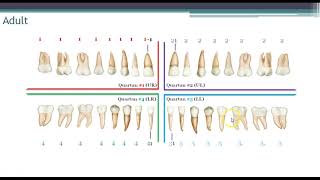 World Dental Federation FDI Charting System [upl. by Anamuj]