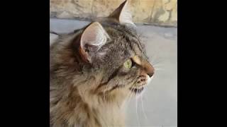 Cats Chirping and Chattering  CAT COMPILATION [upl. by Sanson]