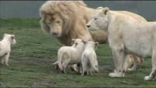 White Lion Cubs birth part 2  starting to eat [upl. by Fairley313]