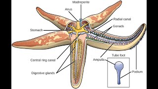 water vascular system in echinoderms [upl. by Aiderfla]