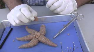 Starfish Dissection [upl. by Gayn]