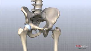 Hip Anatomy Animated Tutorial [upl. by Anigroeg580]