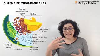 25 Biología celular Sistema de endomembranas [upl. by Bellew]