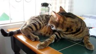 Bengal cat chattering at bird [upl. by Kubiak]