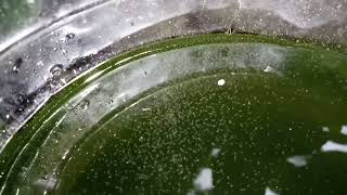 DAPHNIA MOINA CULTURE IN A SMALL BUCKET [upl. by Wilburn247]