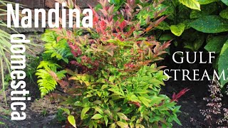 Nandina Domestica Gulf Stream Heavenly Bamboo sacred dwarf evergreen low growing shrub [upl. by Mixie457]