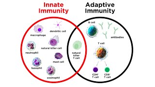 Introduction to Innate Immunity [upl. by Naujud]