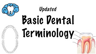 Basic Dental Terminology  UPDATED [upl. by Augustine]