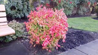 Dwarf Heavenly Bamboo  Nandina domestica Firepower [upl. by Lars173]