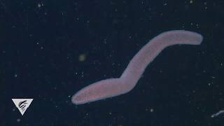 Pyrosomes are freefloating bioluminescent colonial tunicates [upl. by Gibbeon]