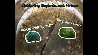 How To Culture Daphnia and Moinas using Green Water Spirulina powder [upl. by Pierpont528]